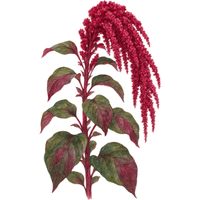 Amaranth