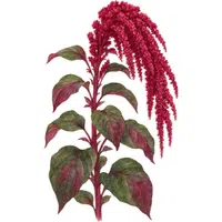 Amaranth