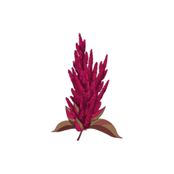Amaranth | Desert Vegetables Names in English