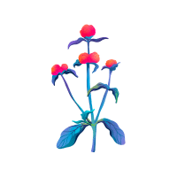 Amaranthus