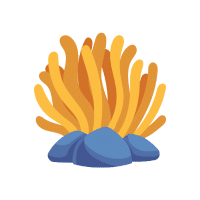 Anemone