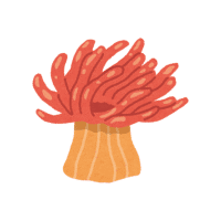 Anemone