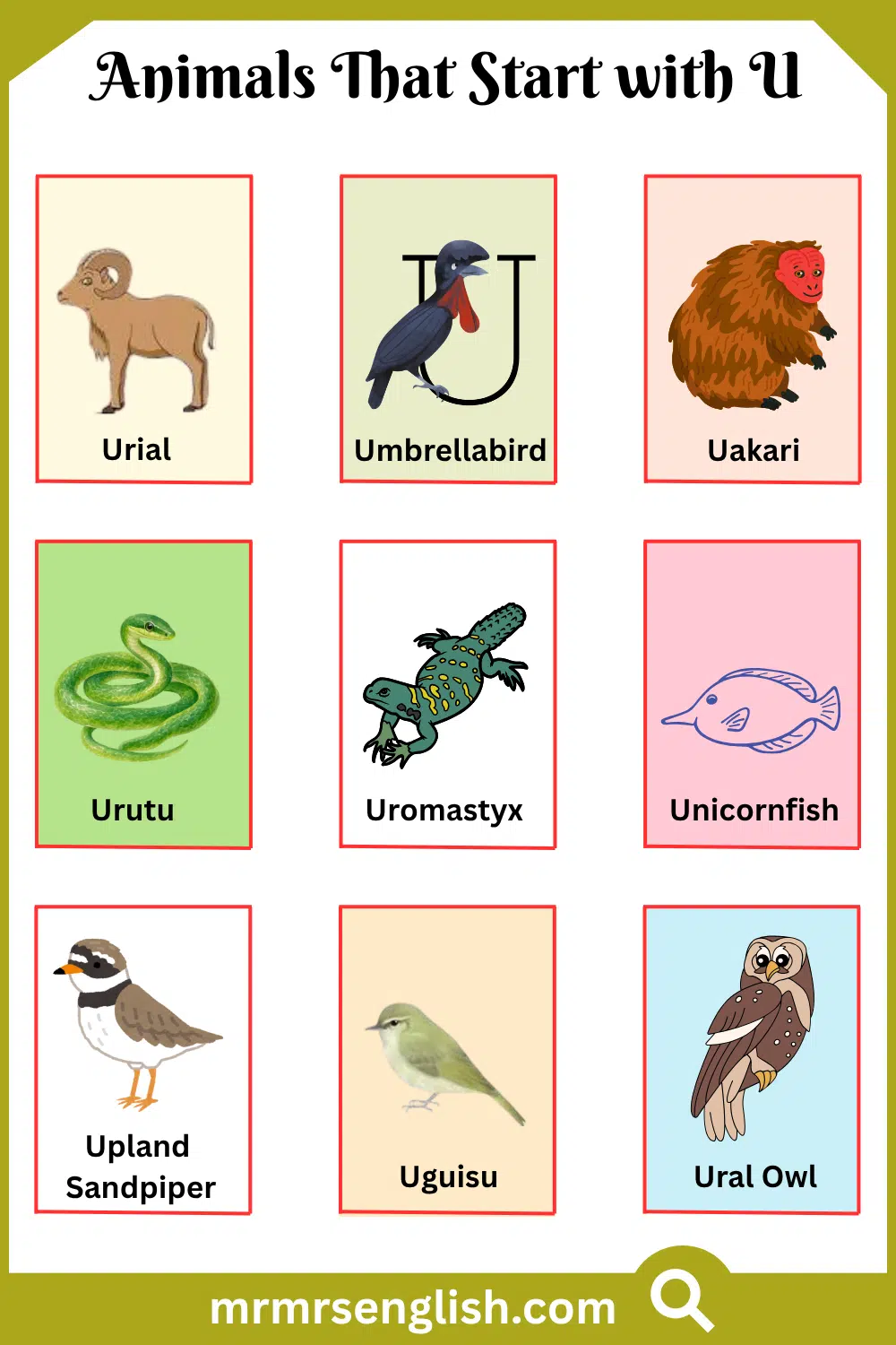 Animals That Start with U