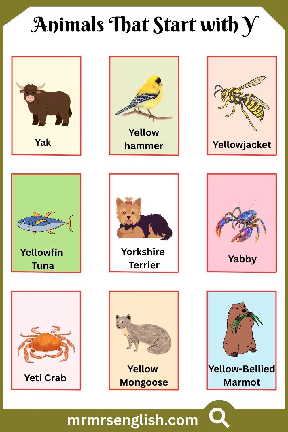 Animals That Start with Y