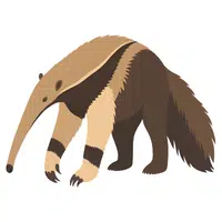 Anteater