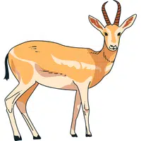 Antelope