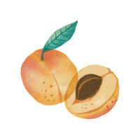 Apricot