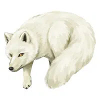 Arctic Fox
