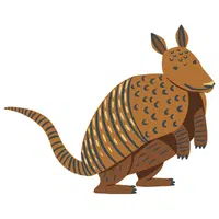 Armadillo