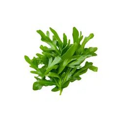 Arugula | Temperate Vegetables Names in English