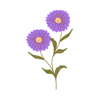 Aster