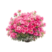 Azalea