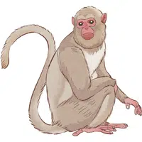 Baboon
