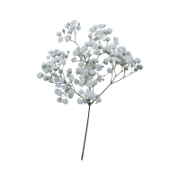 Baby's Breath
