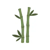 Bamboo