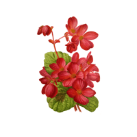 Begonia