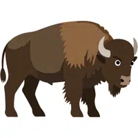 Bison