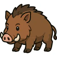Boar