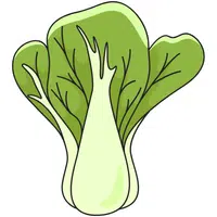 Bok Choy