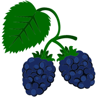 Boysenberry