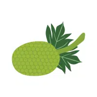 Breadfruit