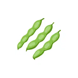 Broad Bean