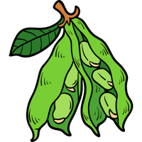 Broad Beans