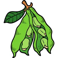 Broad Beans