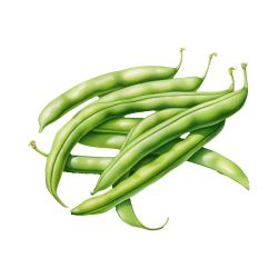 Bush Bean | Desert Vegetables Names in English