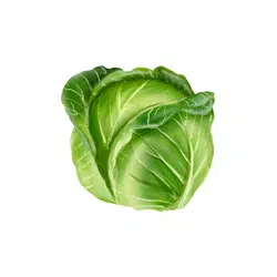 Cabbage | Temperate Vegetables Names in English