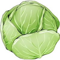 Cabbage