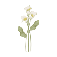 Calla Lily