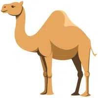 Camel