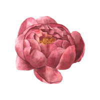 Camellia