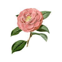 Camellia