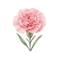 Carnation
