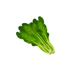 Celeriac | Temperate Vegetables Names in English