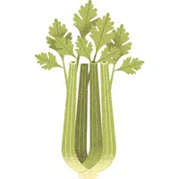 Celery