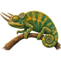 Chameleon