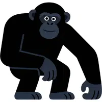 Chimpanzee