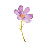 Cosmos