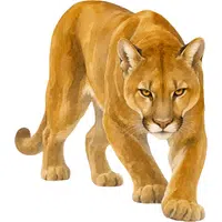 Cougar
