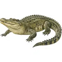 Crocodile