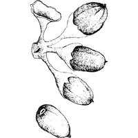 Dabai
