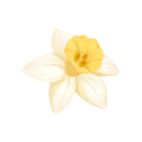 Daffodil
