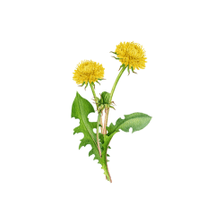 Dandelion Greens