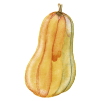 Delicata Squash