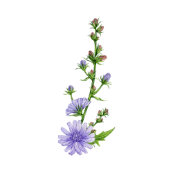 Desert Chicory