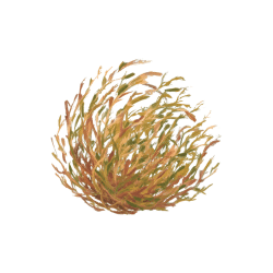 Desert Mustard