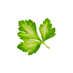 Desert Parsley